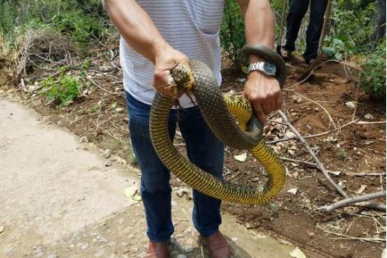 河南深度攻略，任务与技能学习详细步骤解析